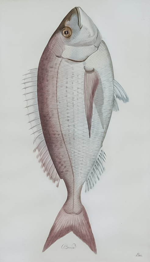 Juan Bautista Bru de Ramon (1740-1799) - Four coloured engravings - Fish identified in Spanish - " - Image 2 of 4