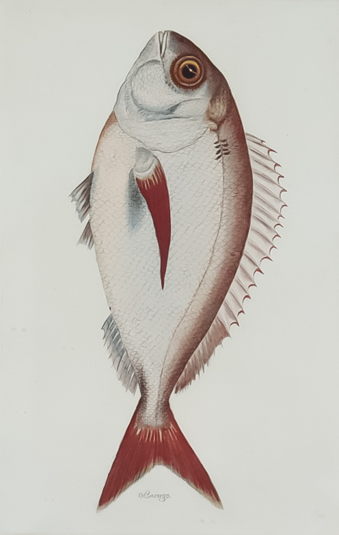 Juan Bautista Bru de Ramon (1740-1799) - Four coloured engravings - Fish identified in Spanish - " - Image 3 of 4
