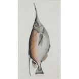 Juan Bautista Bru de Ramon (1740-1799) - Four coloured engravings - Fish identified in Spanish - "