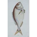 Juan Bautista Bru de Ramon (1740-1799) - Four coloured engravings - Fish identified in Spanish - "