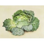 ***Miriam Escofet (born 1967) - Watercolour - Savoy Cabbage, signed, 17.5ins x 23.75ins, framed