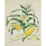 ***Miriam Escofet (born 1967) - Watercolour - Botanical study of maize, corn on the cob, signed,