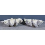 A Complete Giant Clam Shell (Tridacna Gigas), 26.25ins wide