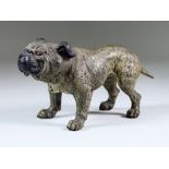 An Austrian Cold Painted Bronze Figure of a Standing Bulldog, Late 19th/Early 20th Century, probably