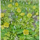 ***Barry Kirk (born 1933) -Watercolour - "Welsh Poppies"- Hedgerow scene with yellow poppies, signed