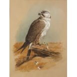 C. DAVID JOHNSTON WATERCOLOUR WITH BODYCOLOUR ON BUFF PAPER 'Laggar Falcon' Signed lower left 15 1/