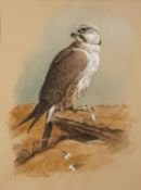 C. DAVID JOHNSTON WATERCOLOUR WITH BODYCOLOUR ON BUFF PAPER 'Laggar Falcon' Signed lower left 15 1/