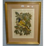 MARY GREGORY ARTIST SIGNED LIMITED EDITION COLOURED ENGRAVING BIRD AND INSECTS ON A LEAFY BOUGH