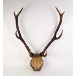 NATURAL, PROBABLY RED DEER, PART SKULL WITH EIGHT POINT ANTLERS, mounted on a stained wood plaque,