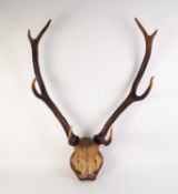 NATURAL, PROBABLY RED DEER, PART SKULL WITH EIGHT POINT ANTLERS, mounted on a stained wood plaque,