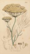 JAMES SOWERBY (1755-1822) SIX COLOURED ETCHINGS Specimen flowers, 18069? x 4 ½? (22.8cm x 11.4cm)