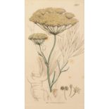 JAMES SOWERBY (1755-1822) SIX COLOURED ETCHINGS Specimen flowers, 18069? x 4 ½? (22.8cm x 11.4cm)