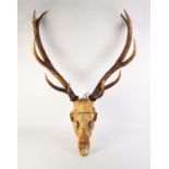 NATURAL, PROBABLY RED DEER SKULL, WITH 13 POINT ANTLERS, fitted with heavy duty wire loop for wall