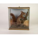 CIRCA 1920s/30s TAXIDERMIC SPECIMEN OF A RED SQUIRREL, in a naturalistic setting with hazel nut in