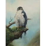GEOFF BUTTERWORTH (b.1951) GOUACHE DRAWING ?Peregrine in the Rain? Signed, titled to artist label