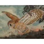 ANDREW J. WOODALL (MODERN) GOUACHE DRAWING Barn Owl about to land Unsigned, artist label verso 15? x