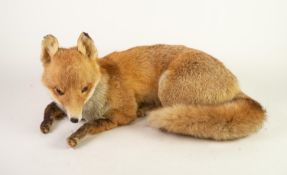 20th CENTURY TAXIDERMIC SPECIMEN OF A RECUMBENT FOX, resting loose on leaf litter ground, framed and