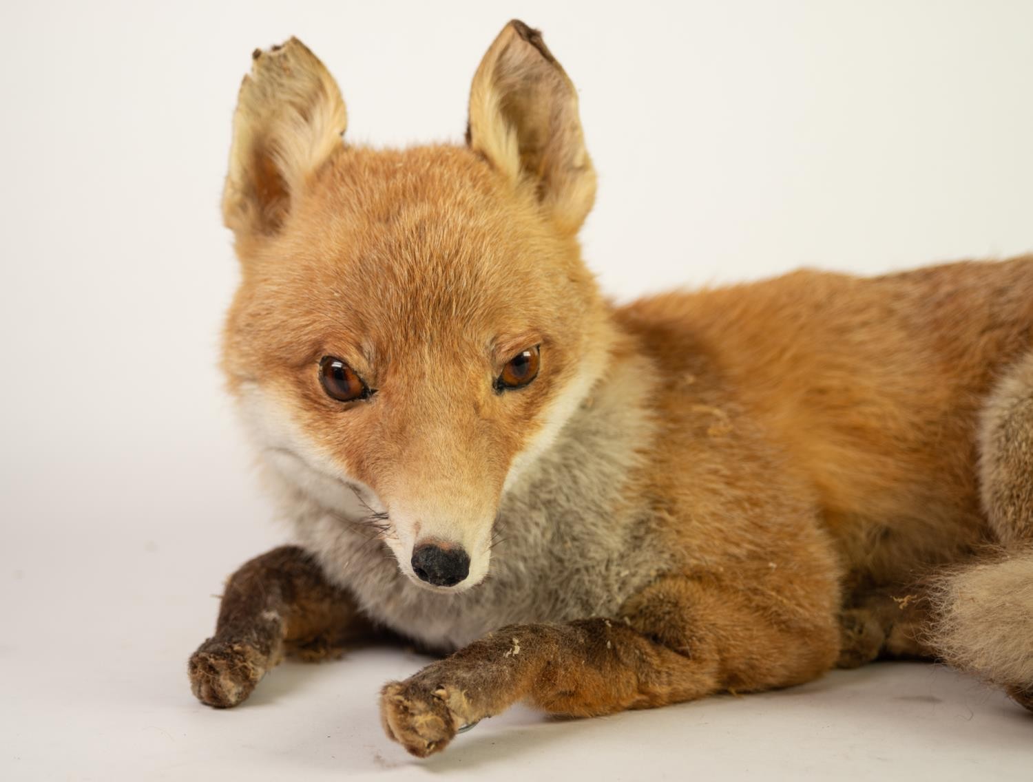 20th CENTURY TAXIDERMIC SPECIMEN OF A RECUMBENT FOX, resting loose on leaf litter ground, framed and - Image 3 of 3