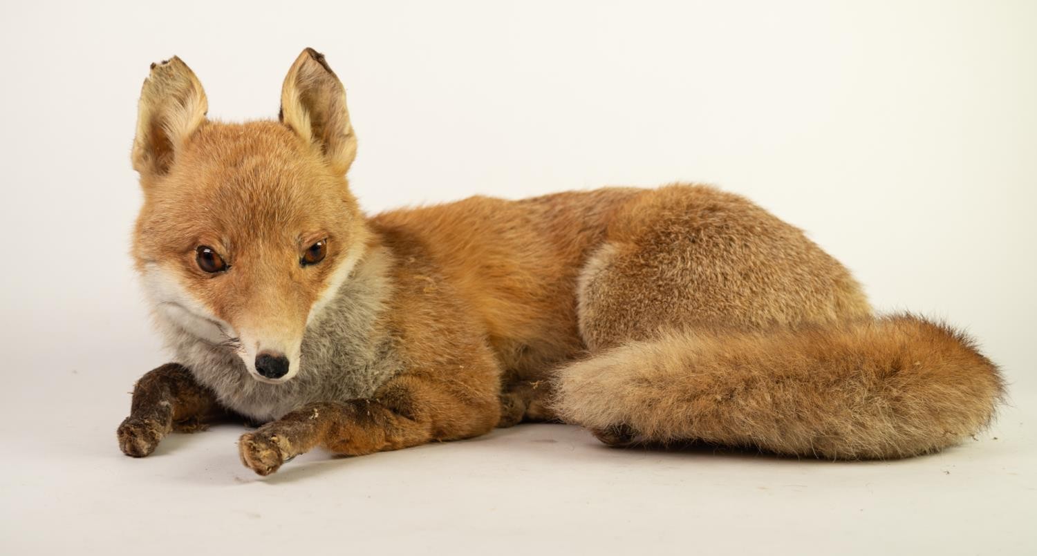 20th CENTURY TAXIDERMIC SPECIMEN OF A RECUMBENT FOX, resting loose on leaf litter ground, framed and - Image 2 of 3