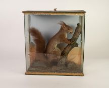 CIRCA 1920s/30s TAXIDERMIC SPECIMEN OF A RED SQUIRREL, in a naturalistic setting with hazel nut in