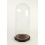 LARGE GLASS DOME ON PLUSH LINED AND EBONISED BASE, 24? (61cm) high, 9 ¾? (24.7cm) diameter C/R-
