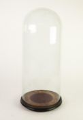 LARGE GLASS DOME ON PLUSH LINED AND EBONISED BASE, 24? (61cm) high, 9 ¾? (24.7cm) diameter C/R-