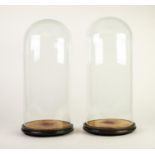 PAIR OF GLASS DOMES ON PLUSH LINED AND EBONISED BASES, 20? (51cm) high, 8 ¾? (22.2cm) diameter, (
