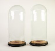 PAIR OF GLASS DOMES ON PLUSH LINED AND EBONISED BASES, 20? (51cm) high, 8 ¾? (22.2cm) diameter, (