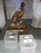TWO L.R.C. DOG CLUB GLASS STUD BOXES AND A RESIN MODEL OF A ?COUNTRYSIDE PHEASANT?, ON WOOD