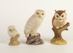 AYNSLEY BISQUE PORCELAIN MODEL OF A ‘SCOPS OWL’, A ‘SNOWY OWL’, AND A ‘BABY OWL’, (3)