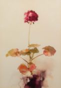 CAROLINE BAILEY (b.1953) WATERCOLOUR Pink Geranium Signed and dated 1981 15 ¼? x 10 ¾? (38.7cm x