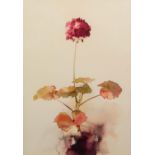 CAROLINE BAILEY (b.1953) WATERCOLOUR Pink Geranium Signed and dated 1981 15 ¼? x 10 ¾? (38.7cm x