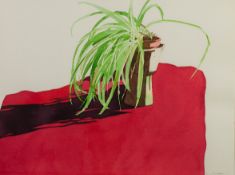 LLANA RICHARDSON (b.1945) WATERCOLOUR Spider plant on red table cloth Signed 11? x 15? (28cm x 38cm)