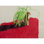 LLANA RICHARDSON (b.1945) WATERCOLOUR Spider plant on red table cloth Signed 11? x 15? (28cm x 38cm)