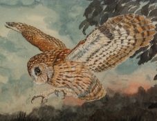 ANDREW J. WOODALL (MODERN) GOUACHE DRAWING Barn Owl about to land Unsigned, artist label verso 15? x