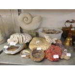 GEMOLOGY ITEMS TO INCLUDE; AMETHYST AND A SELECTION OF SEA SHELLS, ETC....