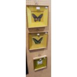 THREE SPECIMENS OF LARGE BUTTERFLIES, INDIVIDUALLY BOX FRAMED (3)