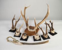 PAIR OF DEER ANTLERS, on wooden shield, together with SIX OTHER SMALLER PAIRS OF DEER ANTLERS and