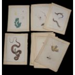 Eleven early 20th c. Japanese mostly entomological natural history paintings