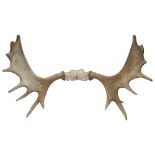 A pair of mid 20th Century North American moose antlers