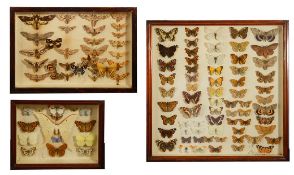 Three cased entomologists collections of moths and butterflies