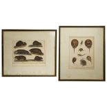 Two natural history related prints, both taken from 'Encyclopaedia Londinensis', 1817