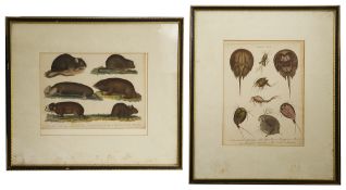 Two natural history related prints, both taken from 'Encyclopaedia Londinensis', 1817