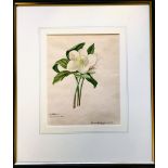 HENRIETTA CONGERS- 'HELLEBORUS CHRISTMAS ROSE', 1752, PRINT, SIGNED LOWER RIGHT, APPROXIMATELY 22