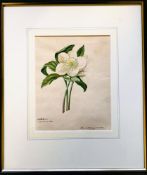 HENRIETTA CONGERS- 'HELLEBORUS CHRISTMAS ROSE', 1752, PRINT, SIGNED LOWER RIGHT, APPROXIMATELY 22