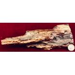 SECTION OF FOSSILISED WOOD, DISCOVERED IN LIBYA, APPROXIMATELY 26.5cm LONG