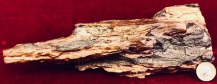 SECTION OF FOSSILISED WOOD, DISCOVERED IN LIBYA, APPROXIMATELY 26.5cm LONG