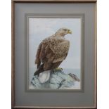 20th century framed polychrome print depicting a white tailed eagle. App. 48 x 35cm