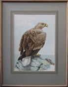 20th century framed polychrome print depicting a white tailed eagle. App. 48 x 35cm