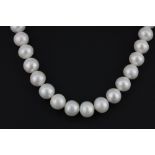 A single strand necklace of large (10.5mm) white cultured pearls, necklace L. 43cm.